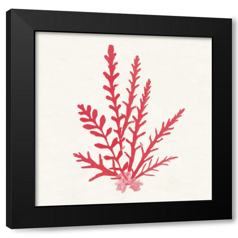 Pacific Sea Mosses III Red Black Modern Wood Framed Art Print by Wild Apple Portfolio