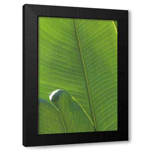 Palm Detail III Black Modern Wood Framed Art Print by Wild Apple Portfolio
