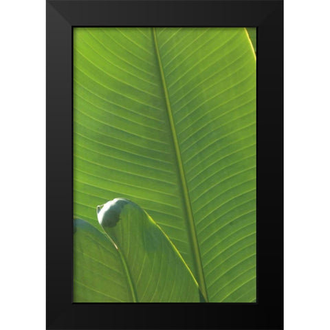 Palm Detail III Black Modern Wood Framed Art Print by Wild Apple Portfolio