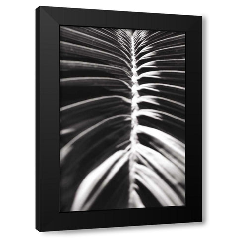 Palm Detail II BW Black Modern Wood Framed Art Print with Double Matting by Wild Apple Portfolio