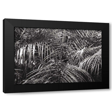 Tropical Fronds BW Black Modern Wood Framed Art Print with Double Matting by Wild Apple Portfolio