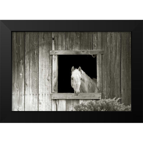 Welcome Mare Black Modern Wood Framed Art Print by Goldstein, Ed