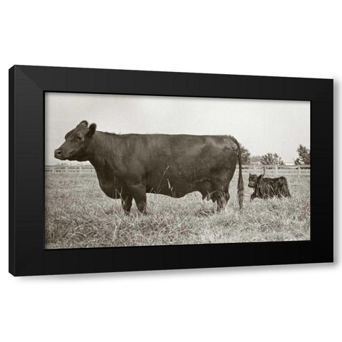 Cow and Baby Black Modern Wood Framed Art Print with Double Matting by Goldstein, Ed