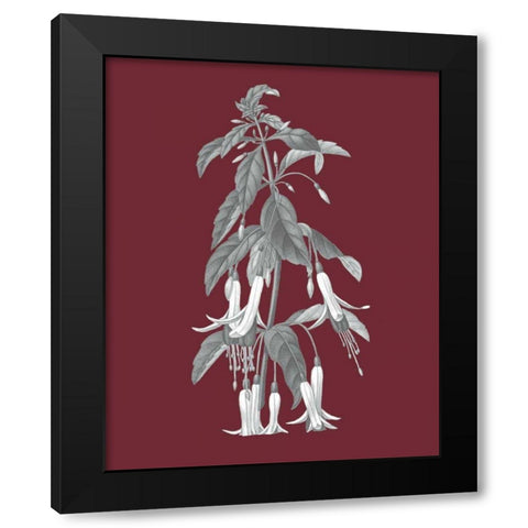 Pomegranate Botanical I Black Modern Wood Framed Art Print by Wild Apple Portfolio