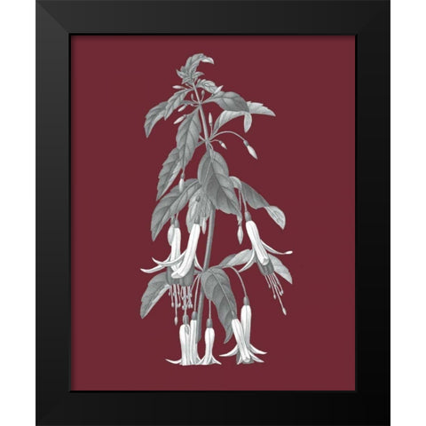 Pomegranate Botanical I Black Modern Wood Framed Art Print by Wild Apple Portfolio