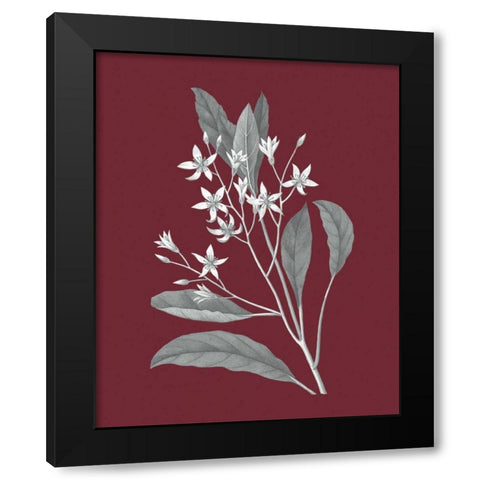 Pomegranate Botanical V Black Modern Wood Framed Art Print with Double Matting by Wild Apple Portfolio