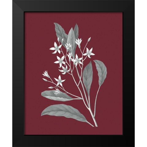 Pomegranate Botanical V Black Modern Wood Framed Art Print by Wild Apple Portfolio