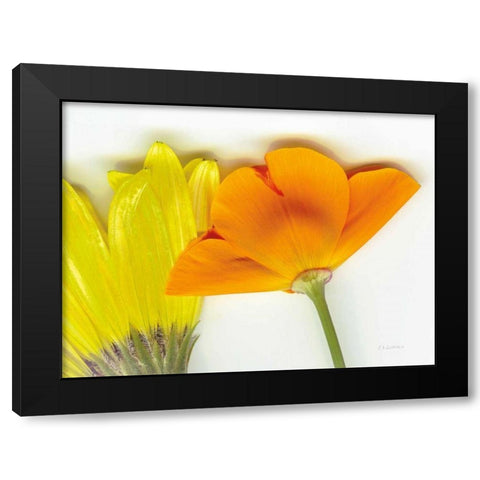 Flower Friends Black Modern Wood Framed Art Print by Goldstein, Ed