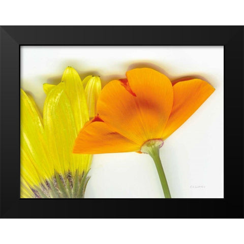 Flower Friends Black Modern Wood Framed Art Print by Goldstein, Ed