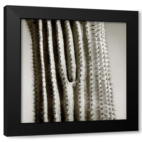 Cactus Star Black Modern Wood Framed Art Print by Goldstein, Ed