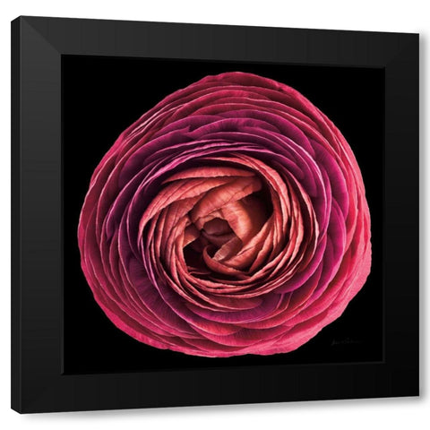 Floral Majesty I Black Modern Wood Framed Art Print by Eichman, Andre
