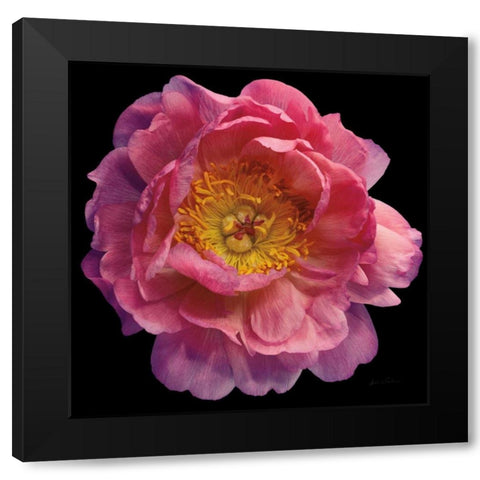 Floral Majesty II Black Modern Wood Framed Art Print by Eichman, Andre