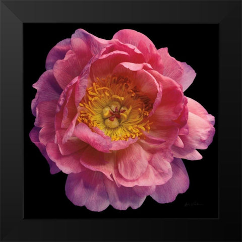 Floral Majesty II Black Modern Wood Framed Art Print by Eichman, Andre