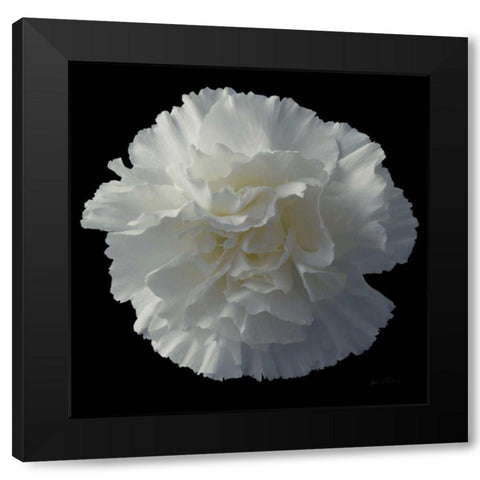 Floral Majesty III Black Modern Wood Framed Art Print with Double Matting by Eichman, Andre