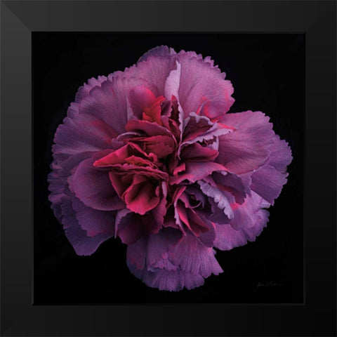 Floral Majesty IV Black Modern Wood Framed Art Print by Eichman, Andre
