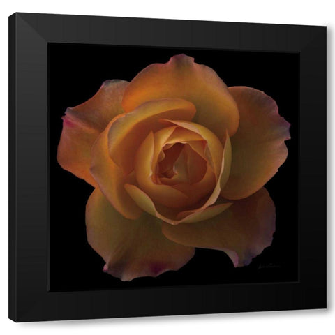 Floral Majesty V Black Modern Wood Framed Art Print by Eichman, Andre
