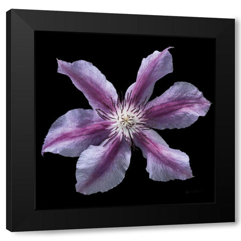 Floral Majesty VI Black Modern Wood Framed Art Print by Eichman, Andre