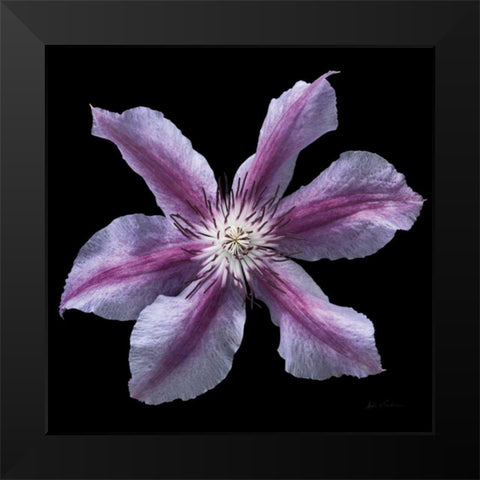 Floral Majesty VI Black Modern Wood Framed Art Print by Eichman, Andre
