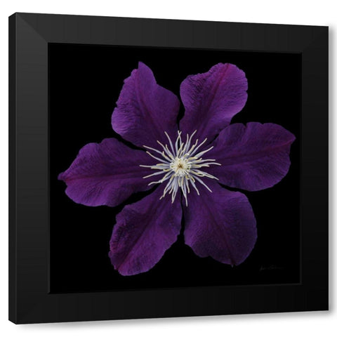 Floral Majesty VII Black Modern Wood Framed Art Print with Double Matting by Eichman, Andre