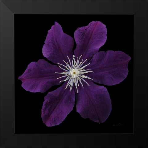 Floral Majesty VII Black Modern Wood Framed Art Print by Eichman, Andre