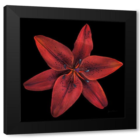 Floral Majesty VIII Black Modern Wood Framed Art Print by Eichman, Andre