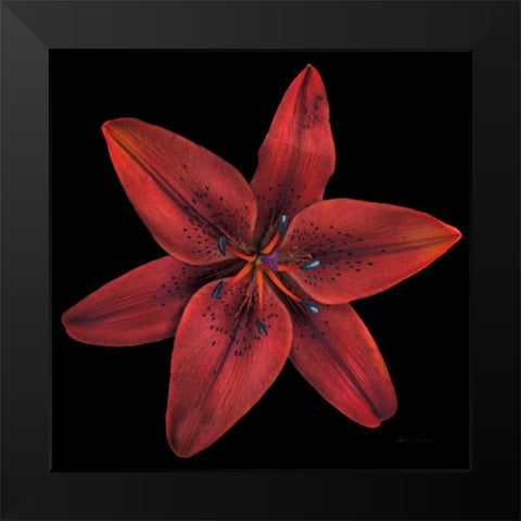 Floral Majesty VIII Black Modern Wood Framed Art Print by Eichman, Andre