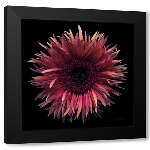 Floral Majesty IX Black Modern Wood Framed Art Print by Eichman, Andre