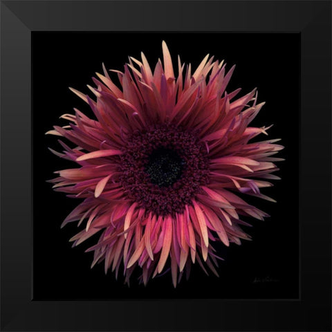 Floral Majesty IX Black Modern Wood Framed Art Print by Eichman, Andre