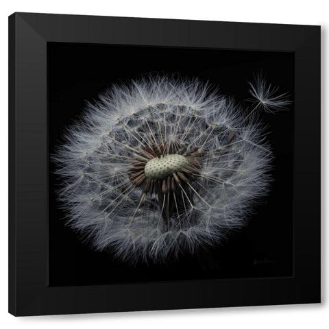 Floral Majesty X Black Modern Wood Framed Art Print with Double Matting by Eichman, Andre