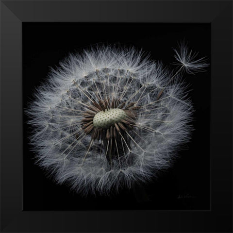 Floral Majesty X Black Modern Wood Framed Art Print by Eichman, Andre