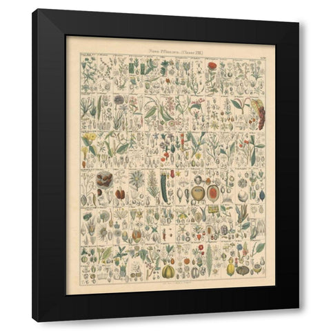 Flora Chart II Black Modern Wood Framed Art Print with Double Matting by Wild Apple Portfolio