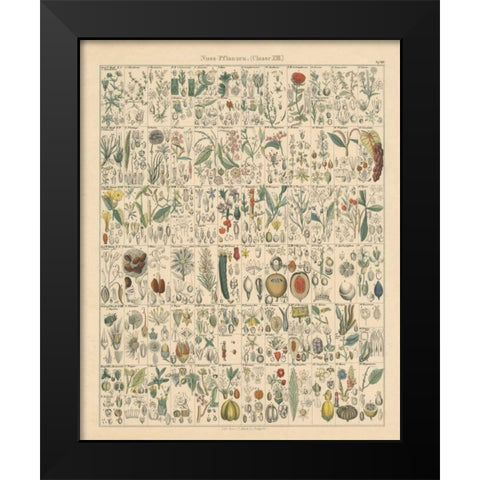 Flora Chart II Black Modern Wood Framed Art Print by Wild Apple Portfolio