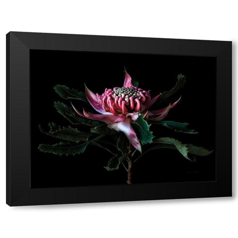 Salmon Waratah I Black Modern Wood Framed Art Print with Double Matting by Catterall, Elise