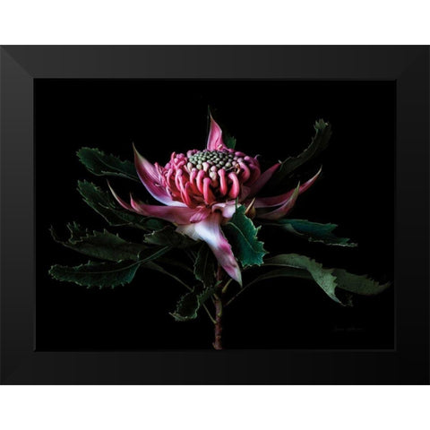 Salmon Waratah I Black Modern Wood Framed Art Print by Catterall, Elise