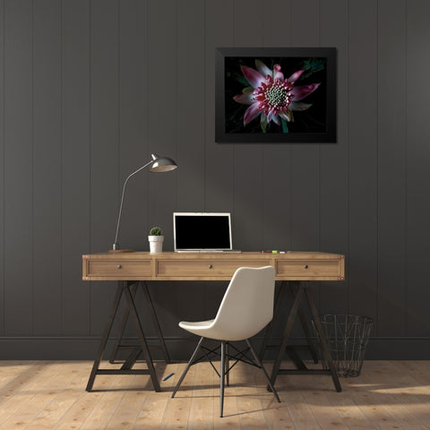 Salmon Waratah II Black Modern Wood Framed Art Print by Catterall, Elise
