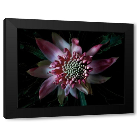 Salmon Waratah II Black Modern Wood Framed Art Print by Catterall, Elise