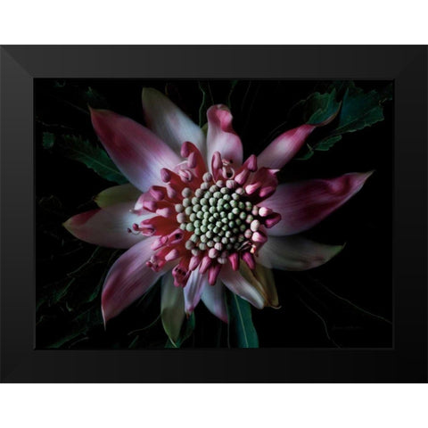 Salmon Waratah II Black Modern Wood Framed Art Print by Catterall, Elise
