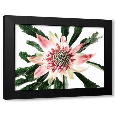 Salmon Waratah III Black Modern Wood Framed Art Print by Catterall, Elise