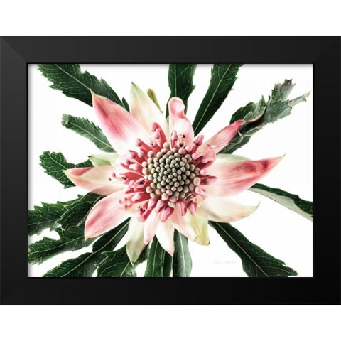Salmon Waratah III Black Modern Wood Framed Art Print by Catterall, Elise
