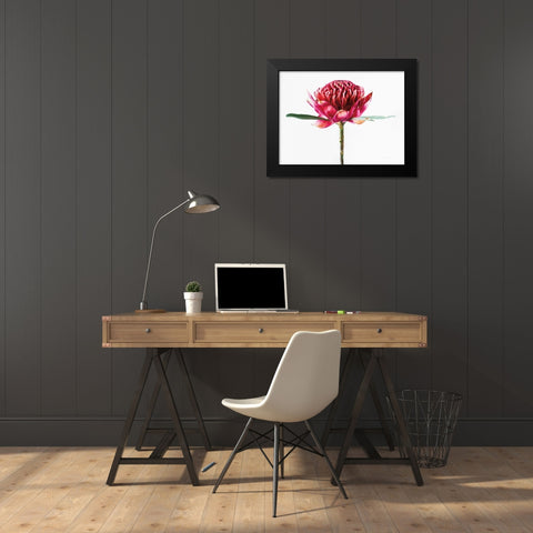 Waratah Flower Black Modern Wood Framed Art Print by Catterall, Elise