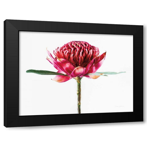 Waratah Flower Black Modern Wood Framed Art Print with Double Matting by Catterall, Elise
