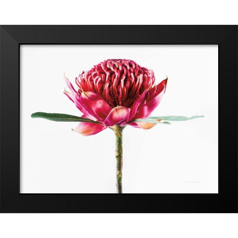 Waratah Flower Black Modern Wood Framed Art Print by Catterall, Elise