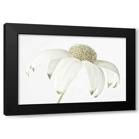 Flannel Flower Black Modern Wood Framed Art Print with Double Matting by Catterall, Elise