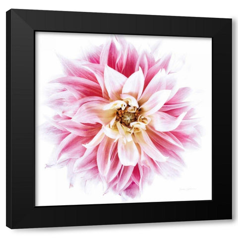 Pink Dahlia Black Modern Wood Framed Art Print with Double Matting by Catterall, Elise