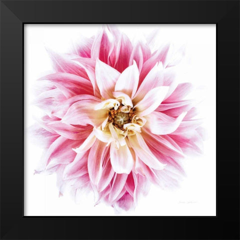 Pink Dahlia Black Modern Wood Framed Art Print by Catterall, Elise