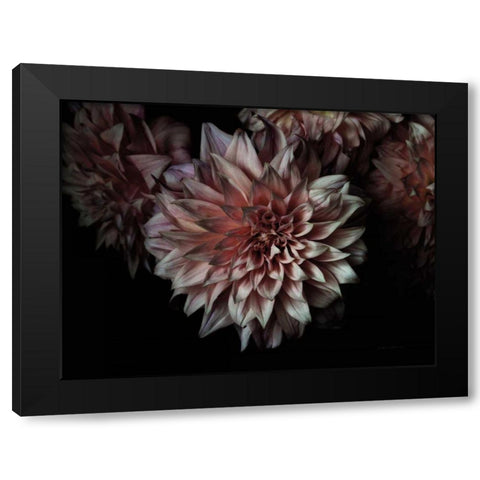 Peach Dahlias Black Modern Wood Framed Art Print by Catterall, Elise