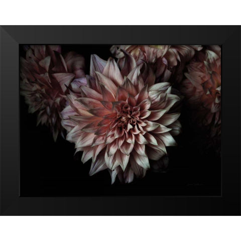 Peach Dahlias Black Modern Wood Framed Art Print by Catterall, Elise
