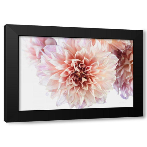 Peach Dahlias Light Black Modern Wood Framed Art Print by Catterall, Elise
