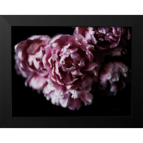 Pink Double Tulips Black Modern Wood Framed Art Print by Catterall, Elise