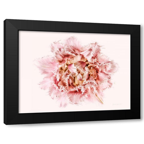 Pink Fringed Tulip Black Modern Wood Framed Art Print with Double Matting by Catterall, Elise